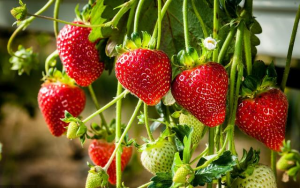 草莓種植過程