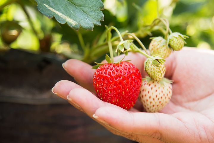 草莓種植過程/不可忽略的6件事/讓你草莓每盆都爆盆