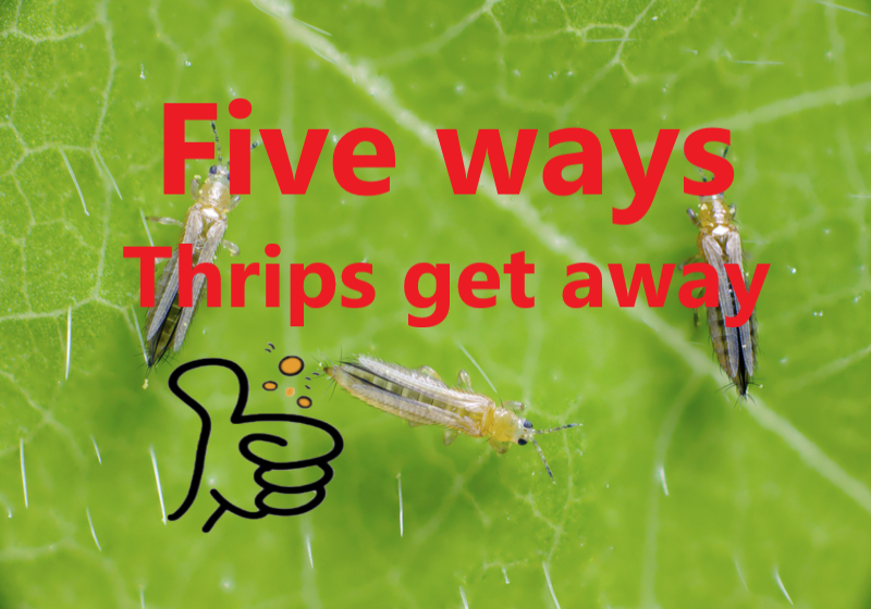 Thrips Prevention and Control / Five ways to keep you from thrips harm.