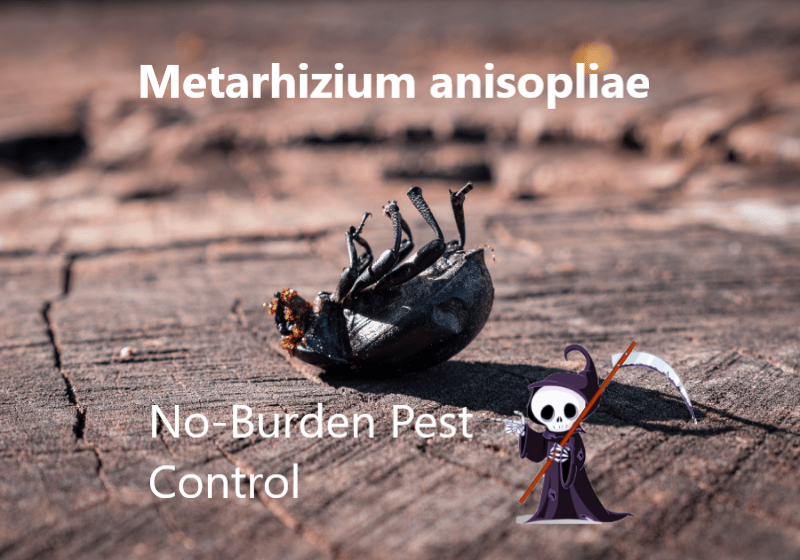 Metarhizium anisopliae – Turn bugs into zombies – No-burden way to get rid of bugs – The best choice for a friendly environment